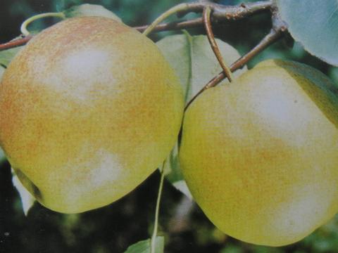 隰县玉露香梨