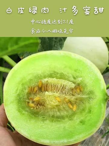 刁翎甜瓜