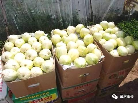 肇州甜瓜