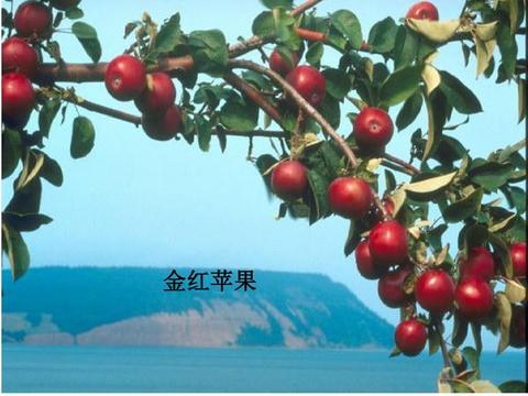 长林岛金红苹果