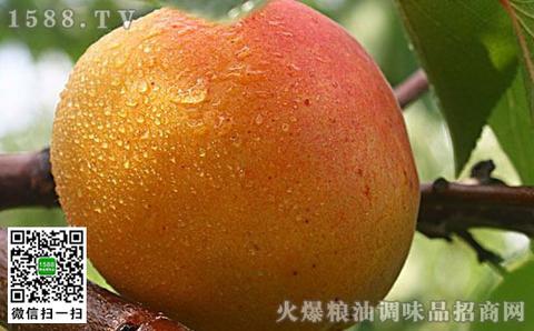 长林岛龙垦杏