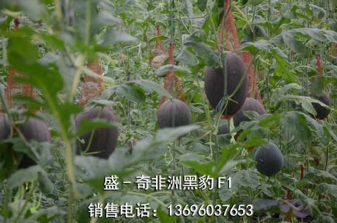 黑肯友谊西瓜