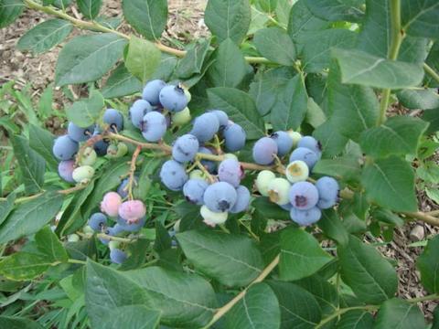 中国北极蓝莓