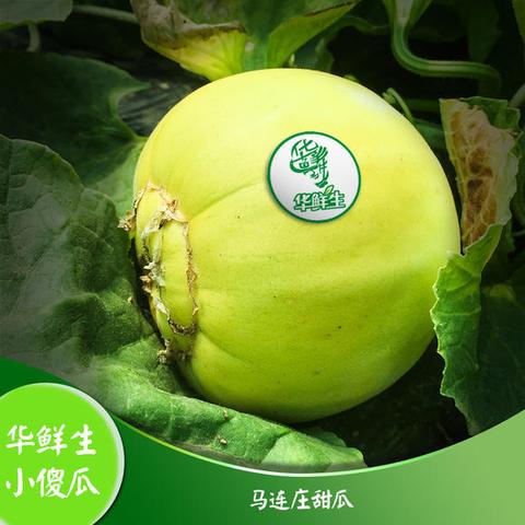 华家甜瓜