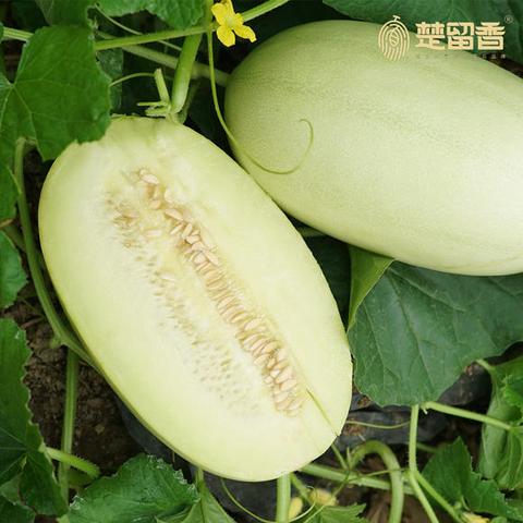 华家甜瓜