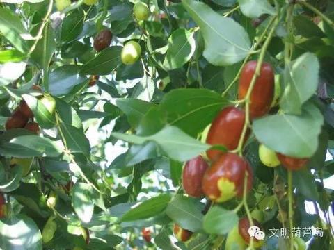 葫芦岛大红枣