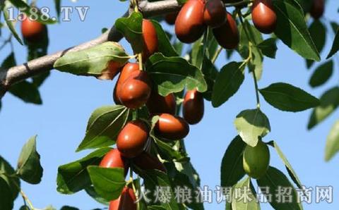 南票大枣