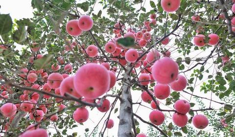千阳苹果