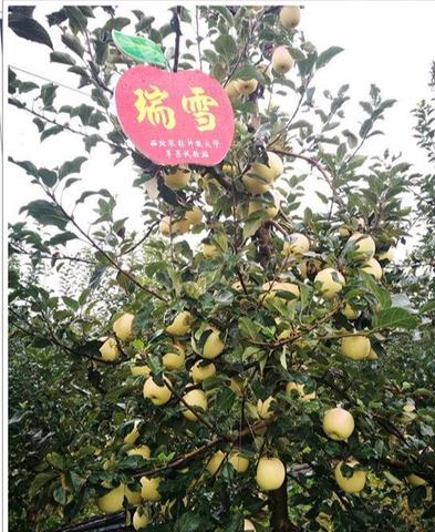 淳化瑞雪苹果