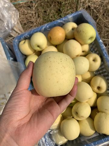 白水苹果