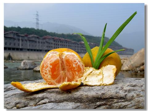 褒河蜜橘