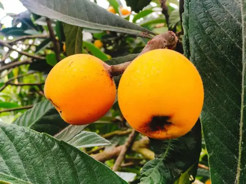 瀛湖枇杷