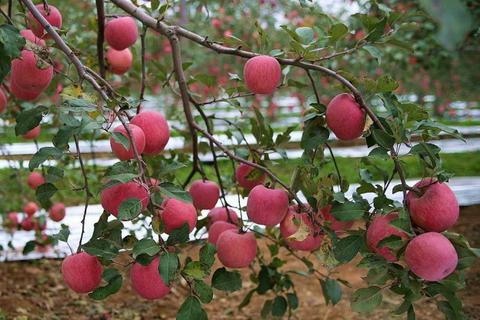 延安苹果