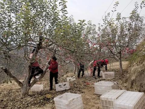 安塞山地苹果