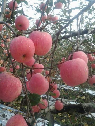 富县苹果