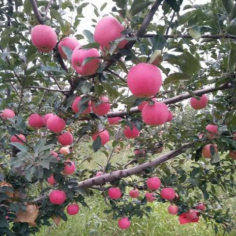 宜川苹果
