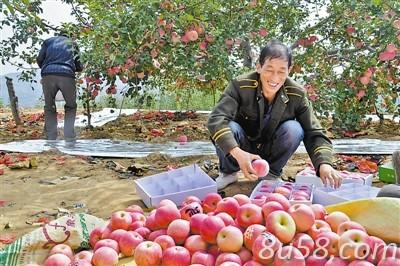 榆林山地苹果