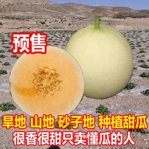 平川甜瓜