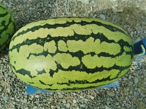 靖远旱砂西瓜