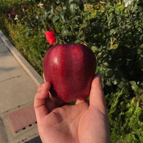 花牛苹果