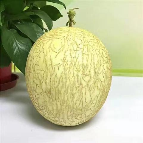 民勤蜜瓜