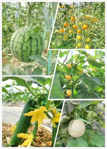 花海甜瓜