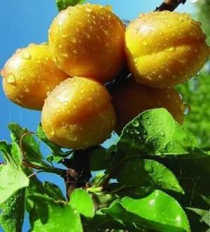 敦煌李广杏