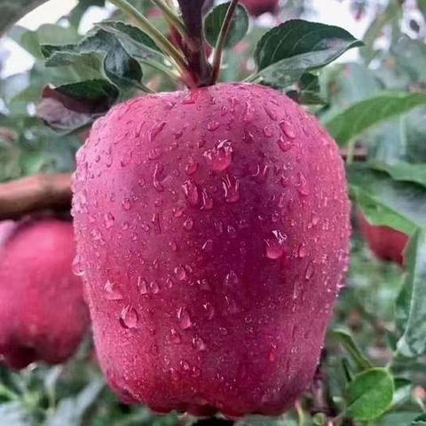 礼县苹果