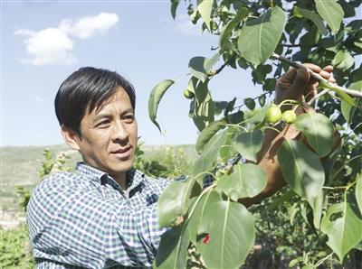 同仁黄果梨