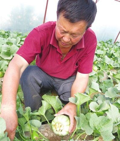 张亮香瓜