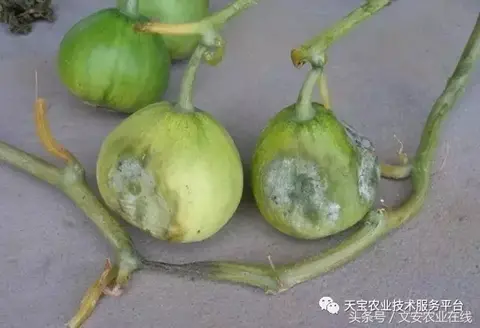 李岗西甜瓜