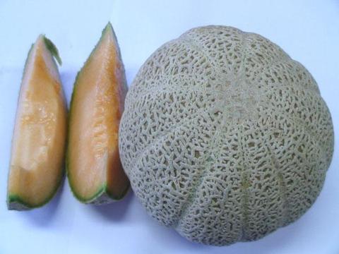 盐池甜瓜