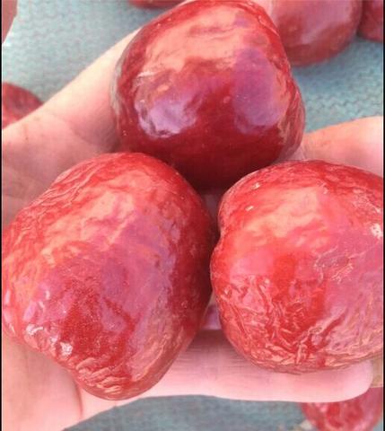 南长滩大枣
