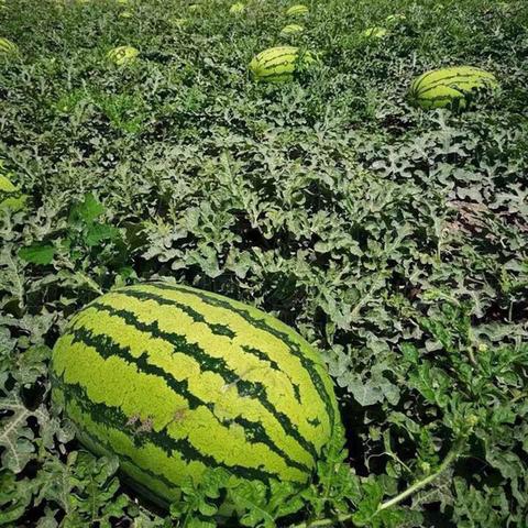 香山压砂西瓜