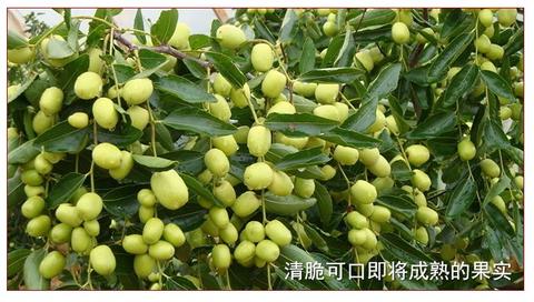 中宁圆枣