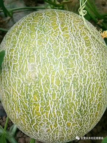 高崖西甜瓜
