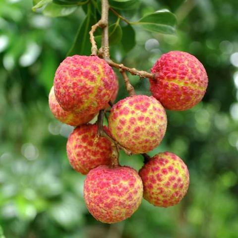 增城荔枝