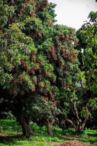 南山荔枝