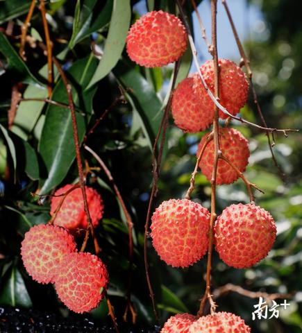 黄田荔枝