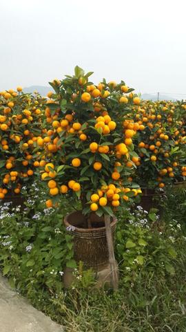 陈村年桔
