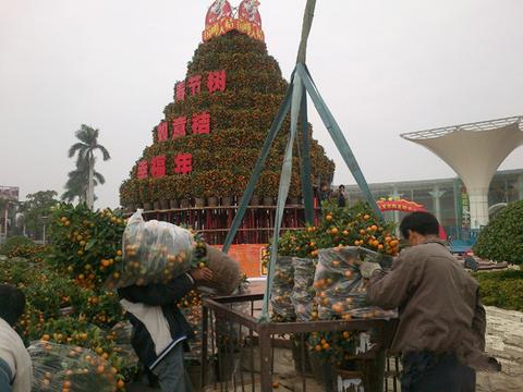 陈村年桔