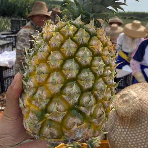 徐闻菠萝