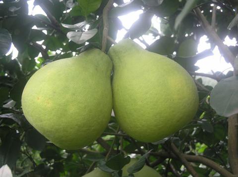 汶朗蜜柚
