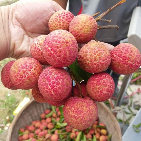 镇隆荔枝