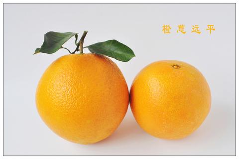 平远慈橙