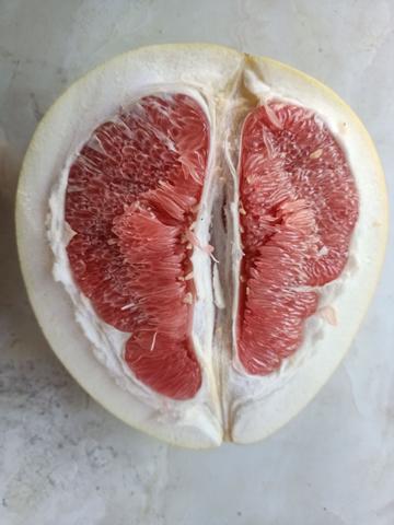大埔蜜柚