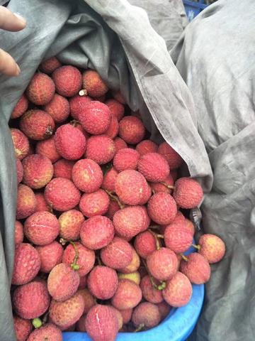 双肩玉荷包荔枝