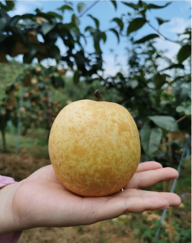 连州水晶梨