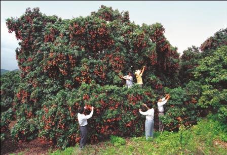 东莞荔枝