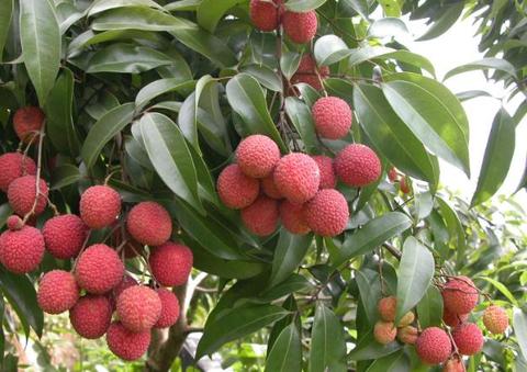 东莞荔枝